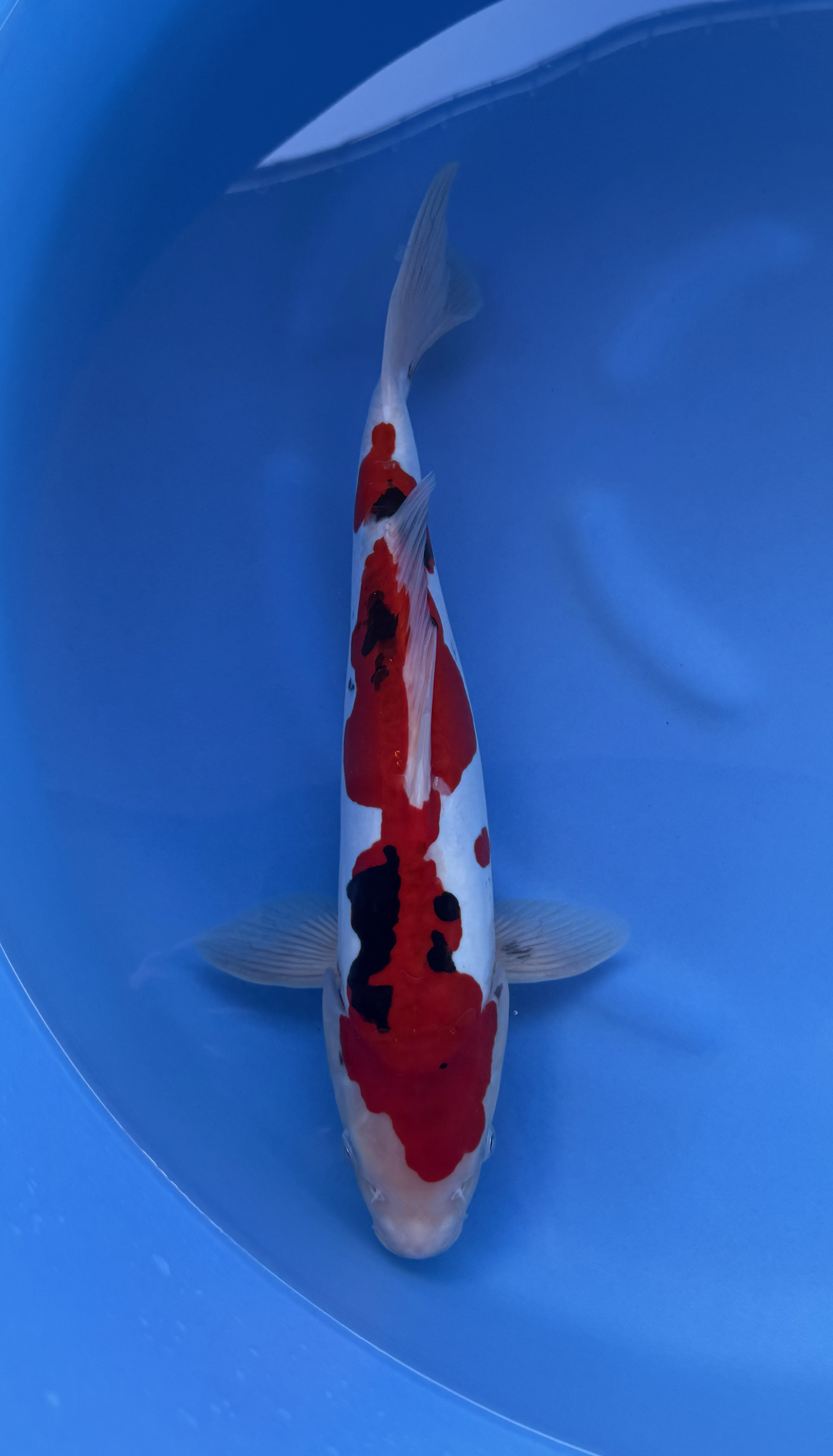 Animal, Carp, Fish, Sea Life, Koi