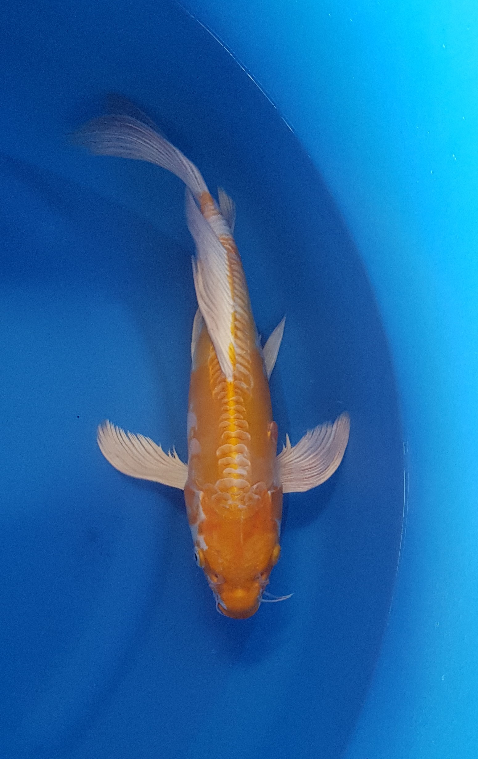 Yamazaki - Nisai - Butterfly Doitsu Hariwake - KOI-62065