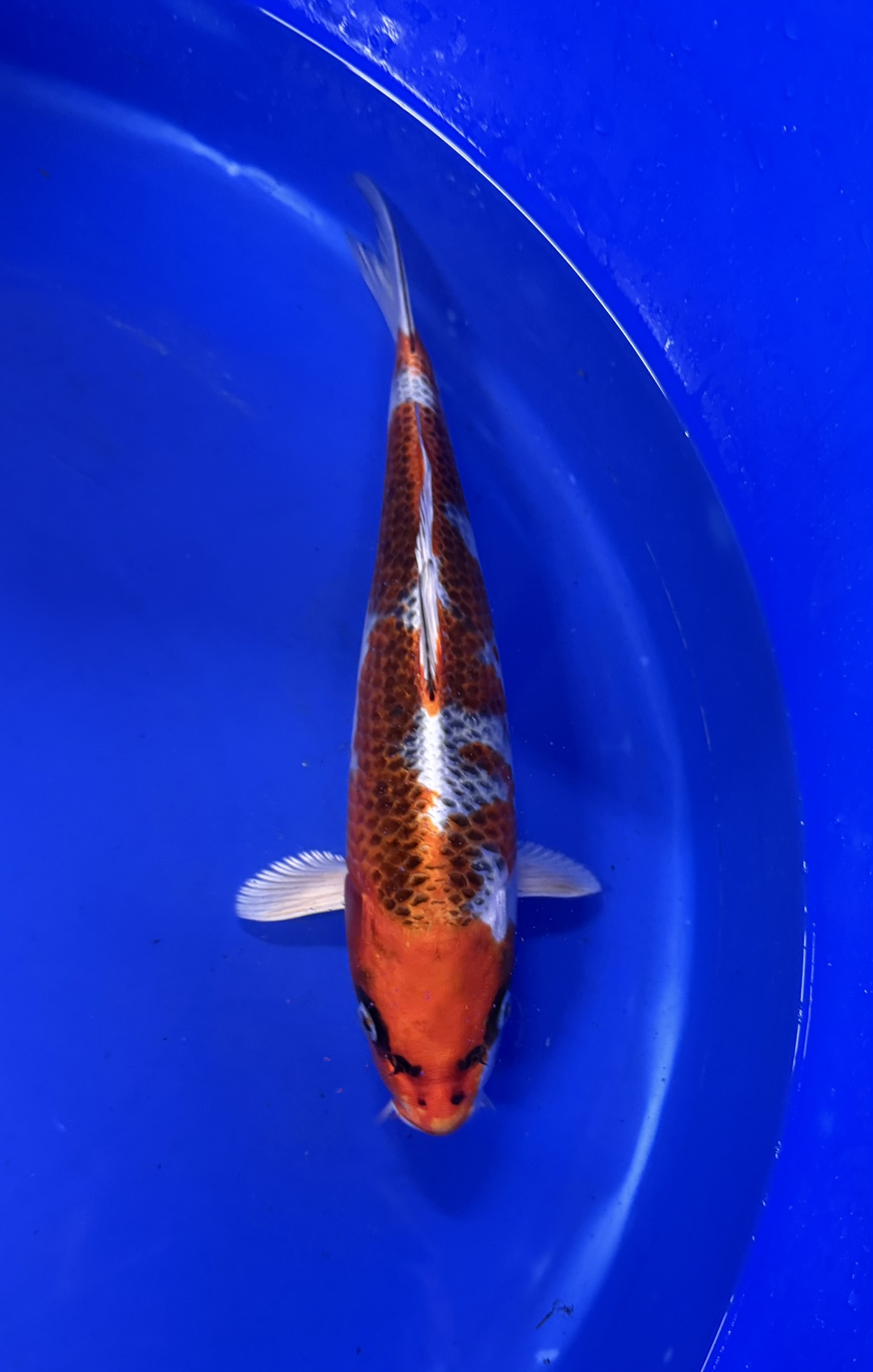 Aquatic, Fish, Sea Life, Carp, Koi