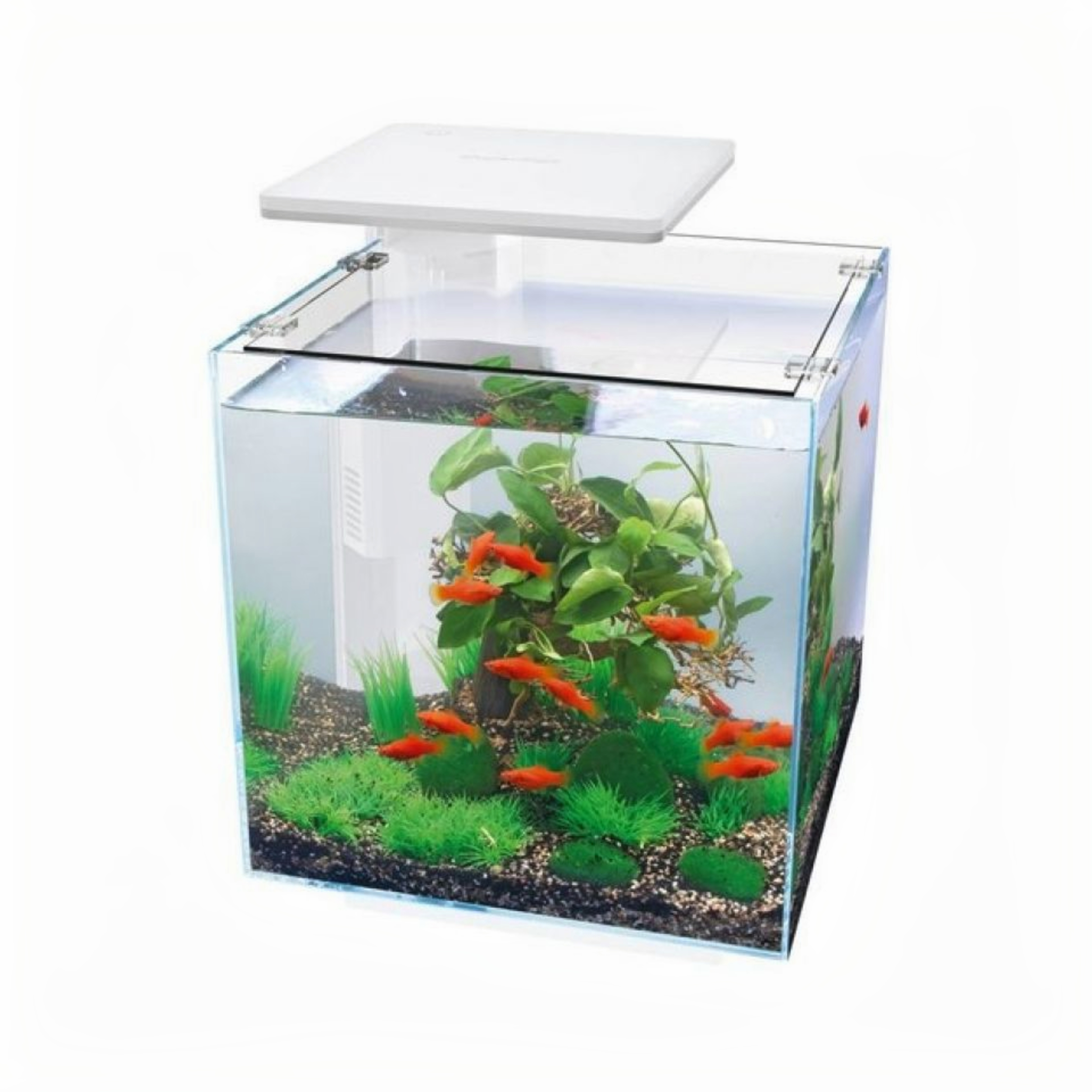 Animal, Aquarium, Fish, Sea Life, Water