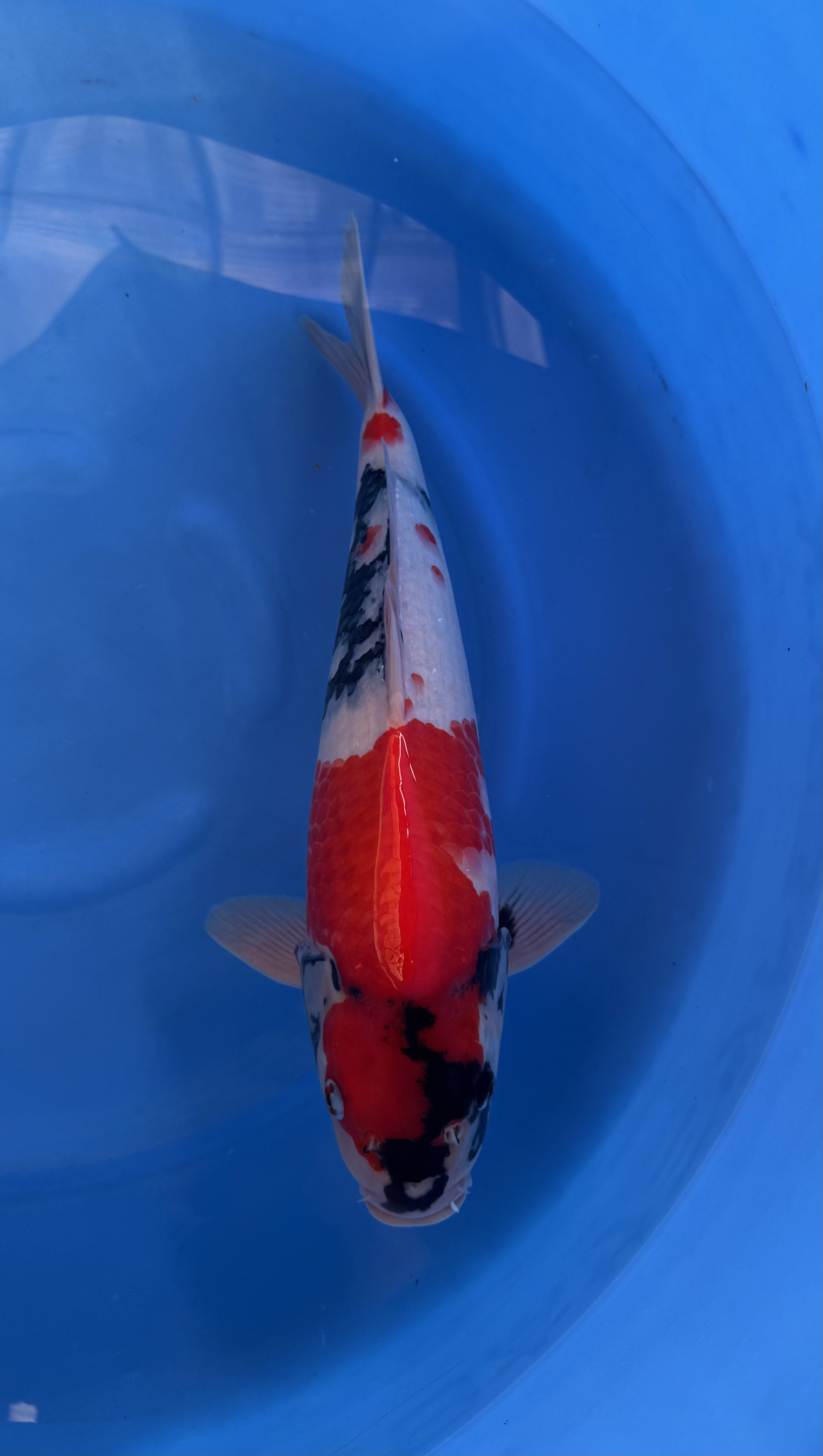 Fish, Sea Life, Carp, Koi, Aquatic