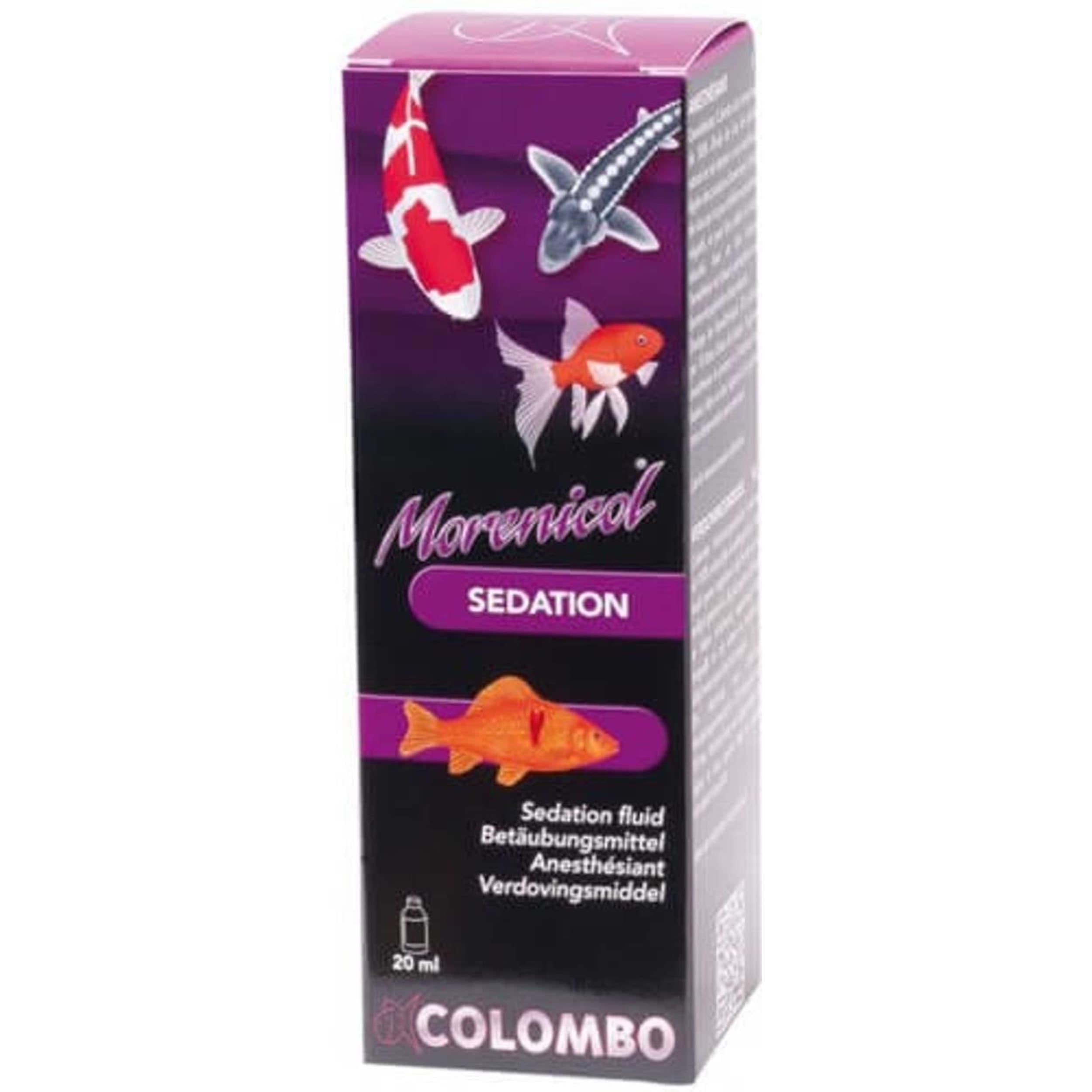 Animal, Fish, Sea Life