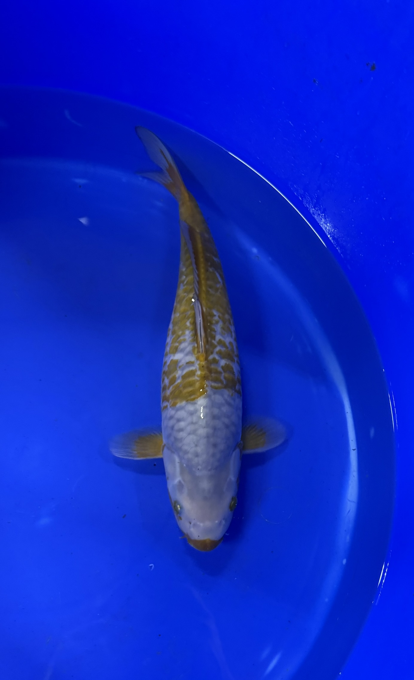 Aquatic, Fish, Sea Life, Carp, Koi