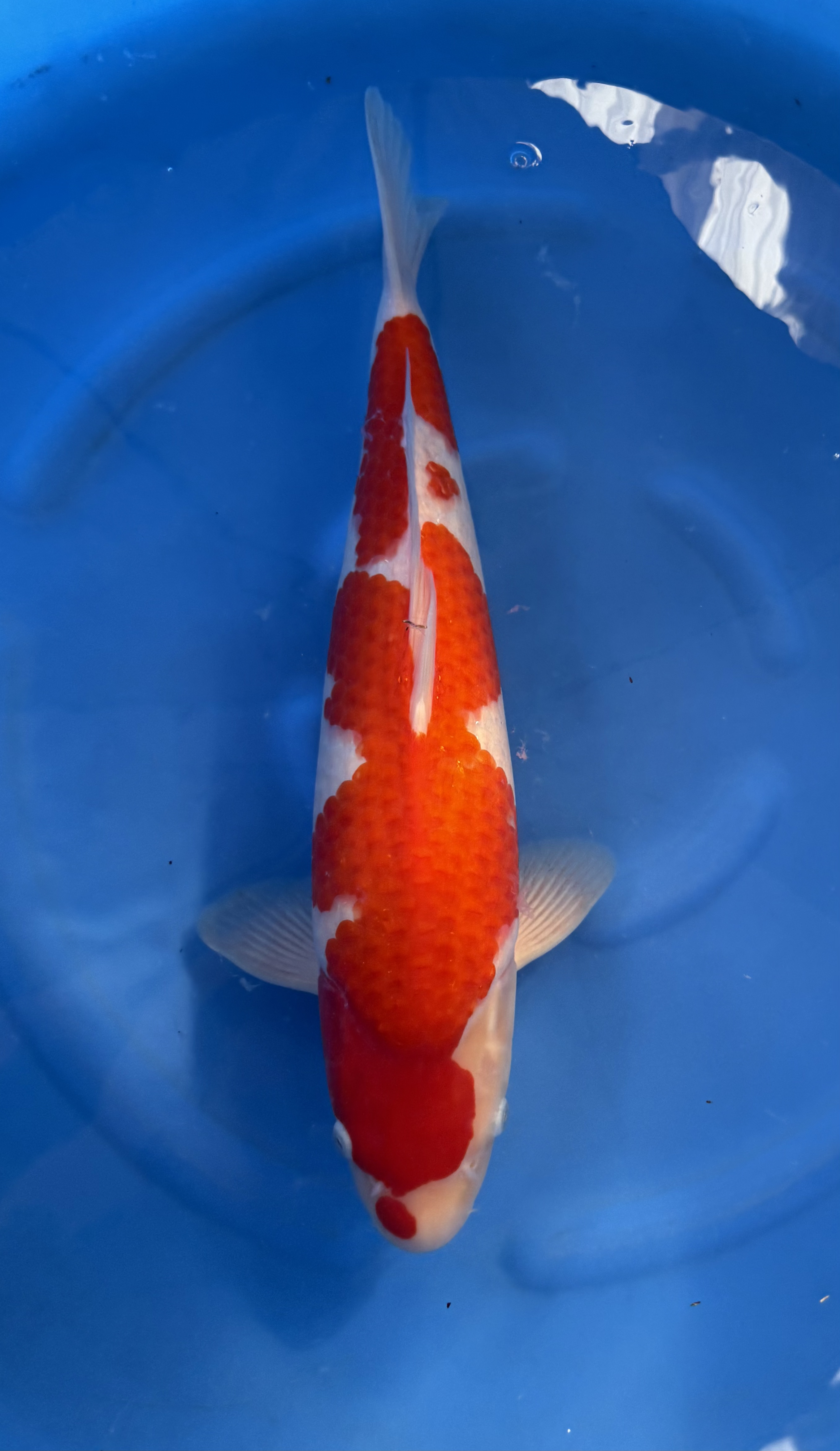 Animal, Fish, Sea Life, Carp, Koi