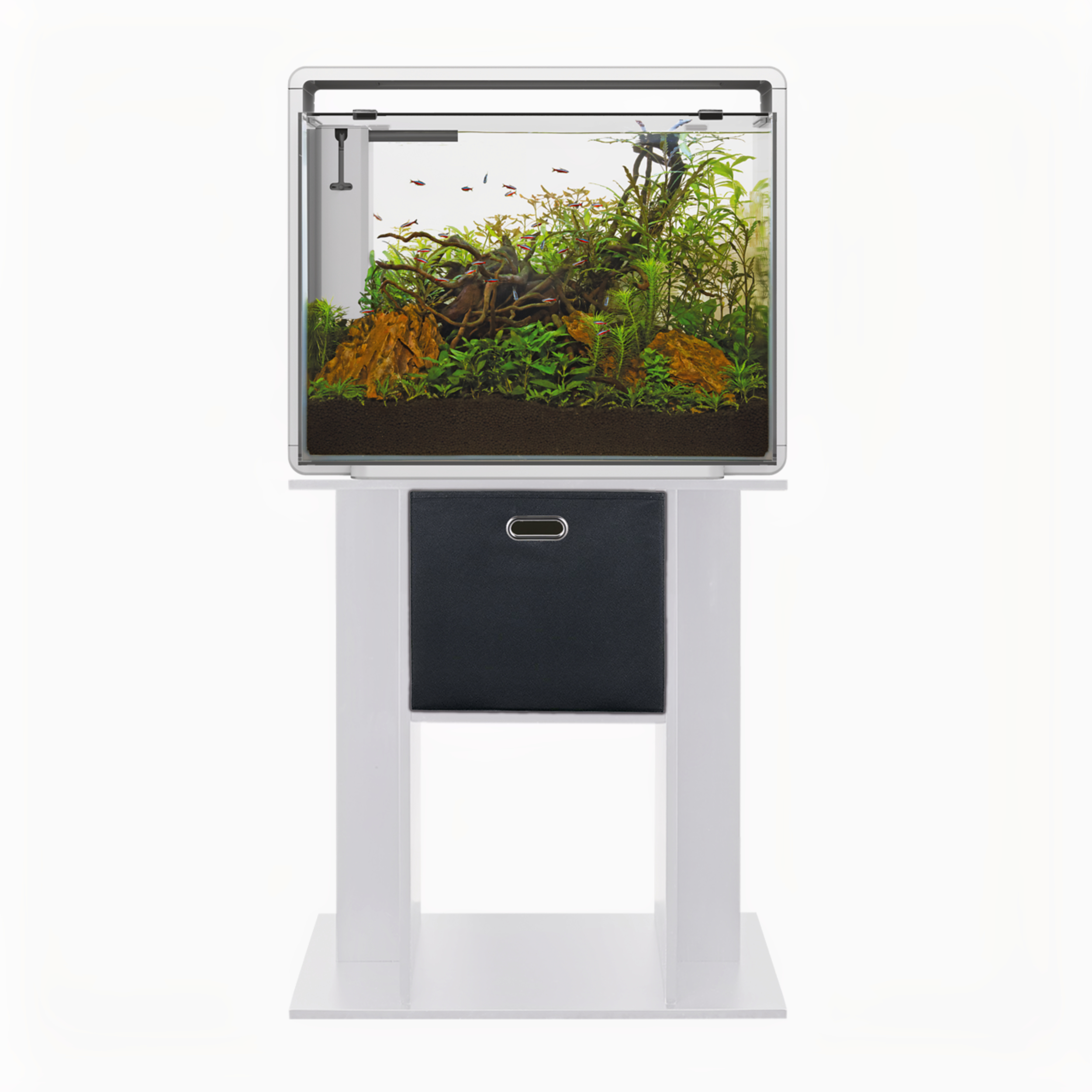 Animal, Aquarium, Fish, Sea Life, Water