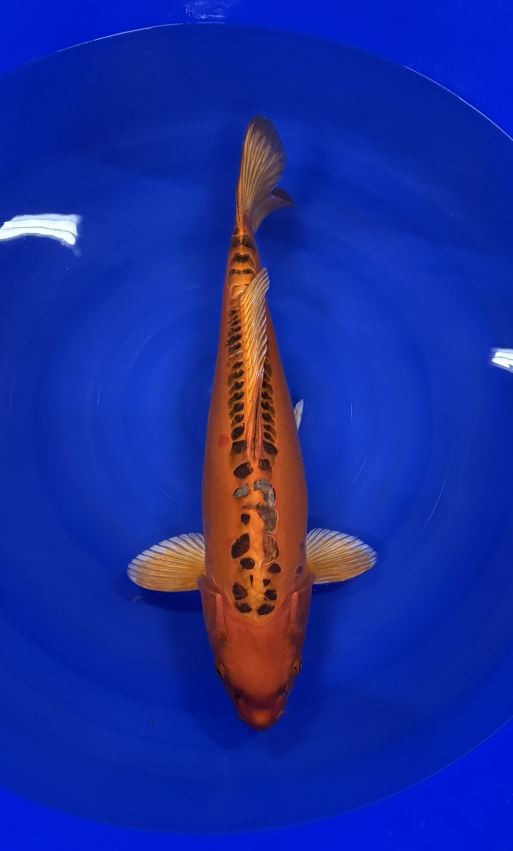 Marusei - Two-year-old - Mizuho Ogon - KOI-7260106