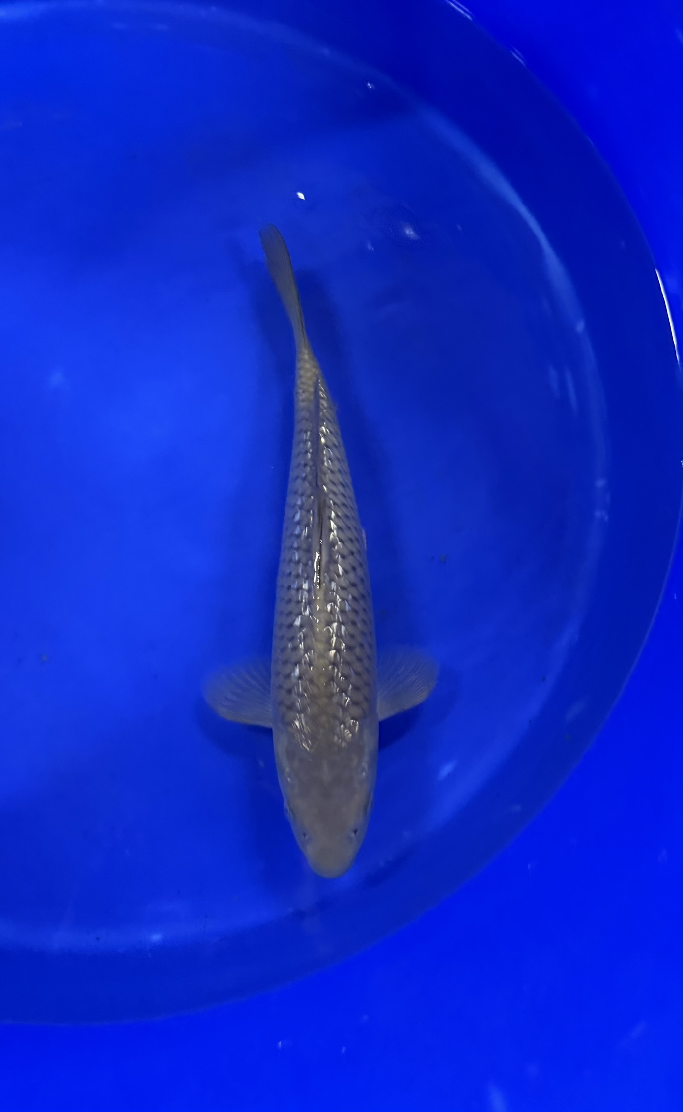 Aquatic, Water, Fish, Sea Life, Carp