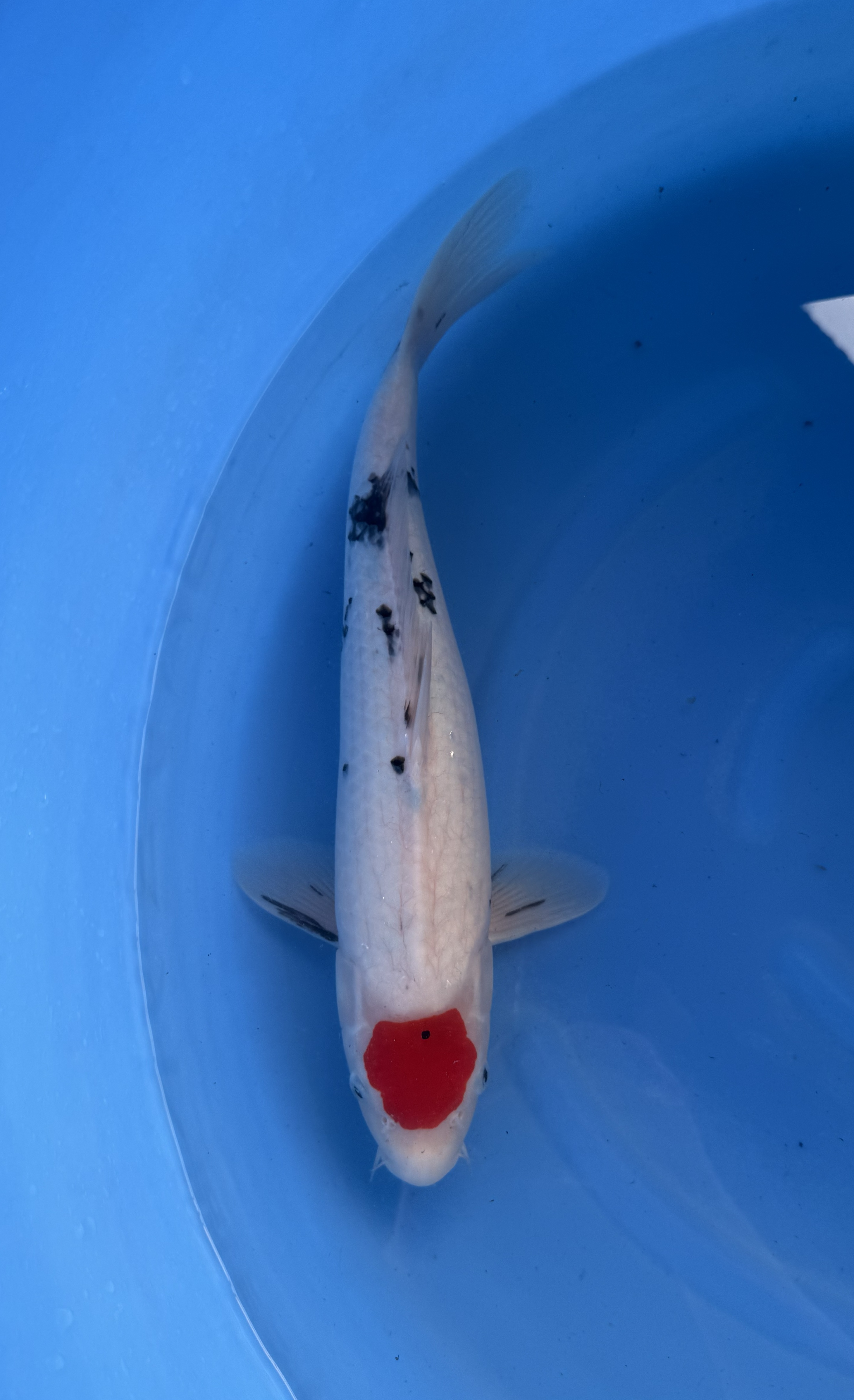 Kanezo - Nisai - Tancho Sanke - KOI-7260666