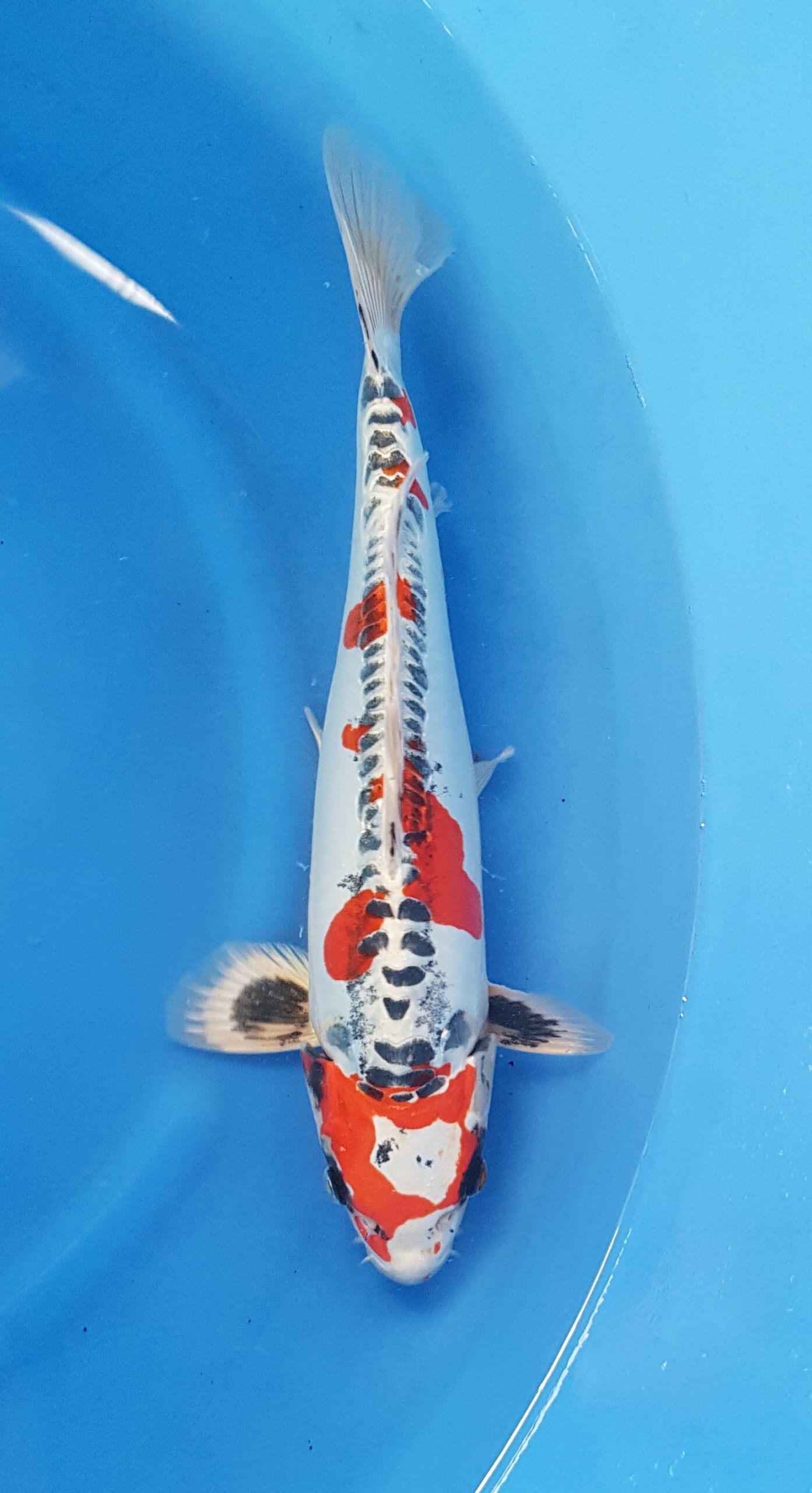 Kikokuryu (beni) - Nisai (2 years) - KOI-30453