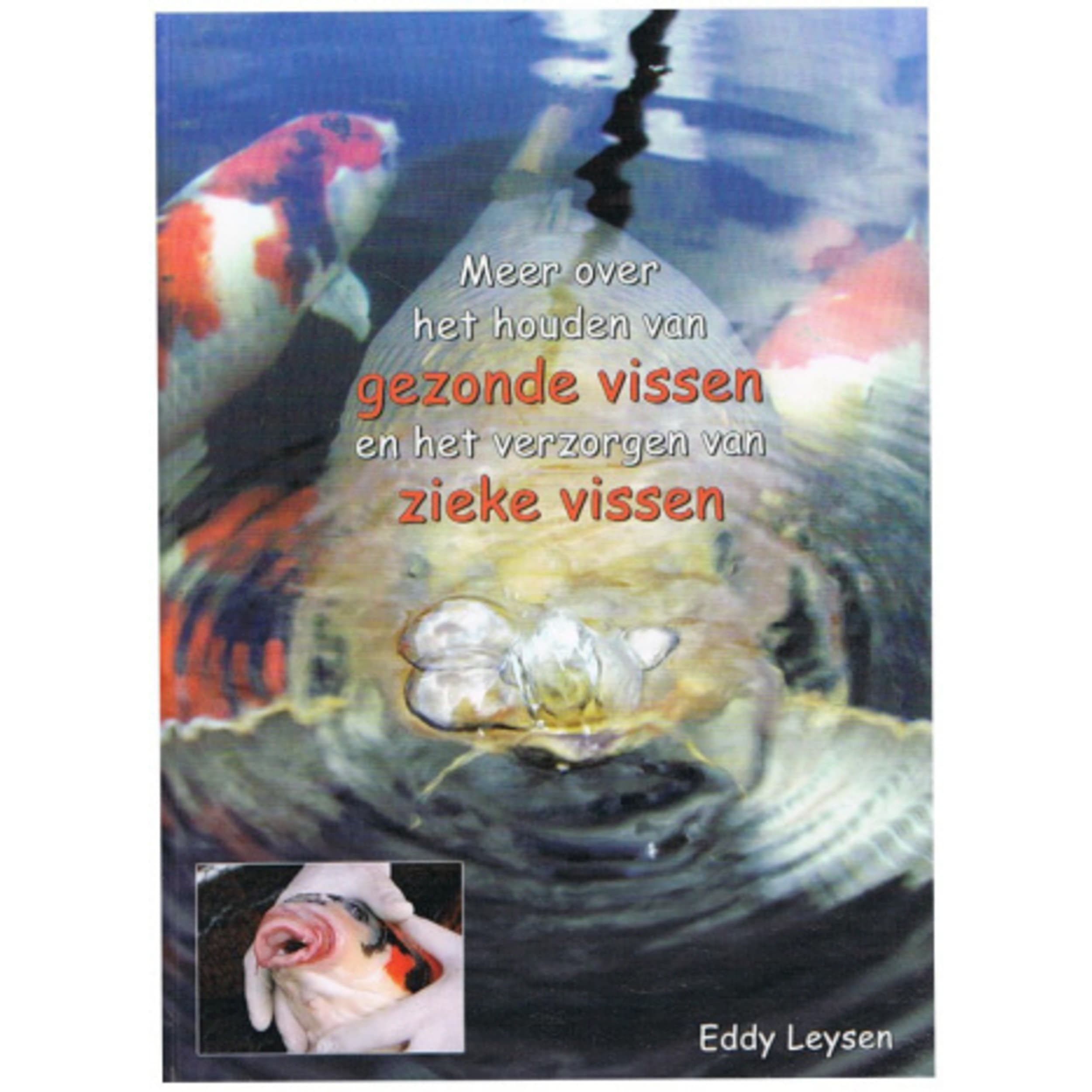 Animal, Carp, Sea Life, Person, Koi