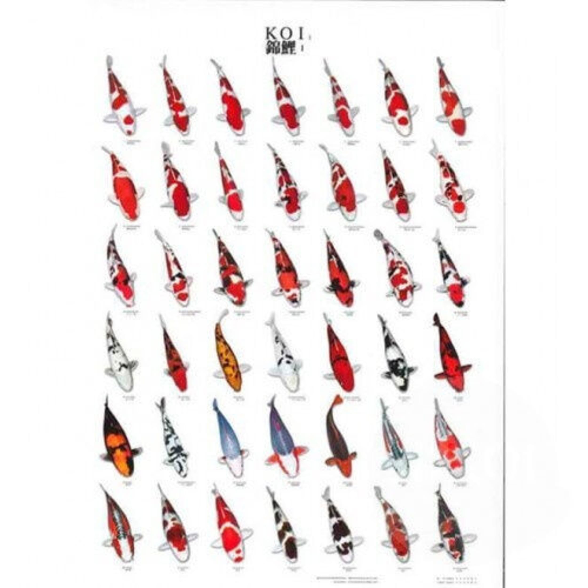 Koiposter no.1 laminated