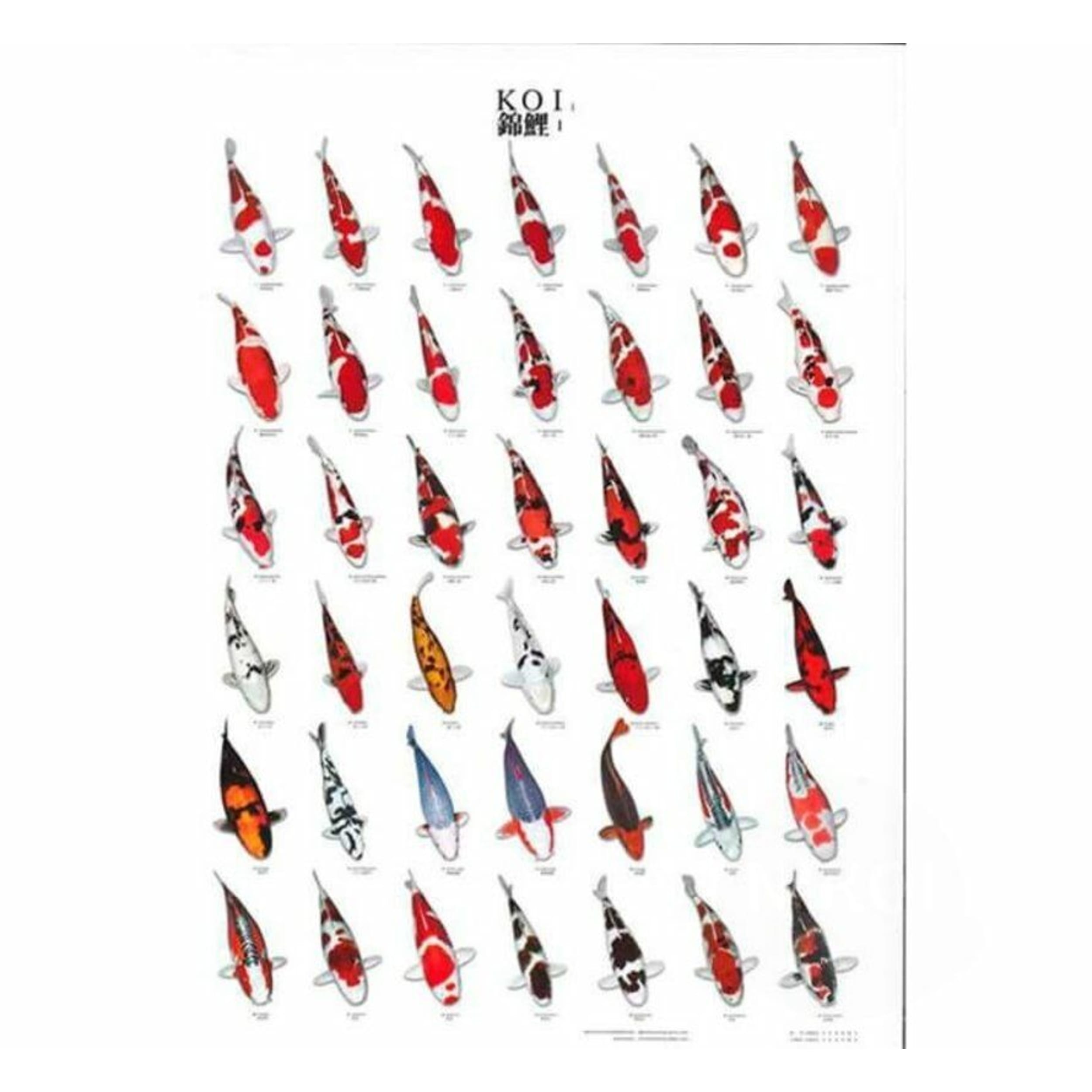 Koiposter no.1 A4 laminated