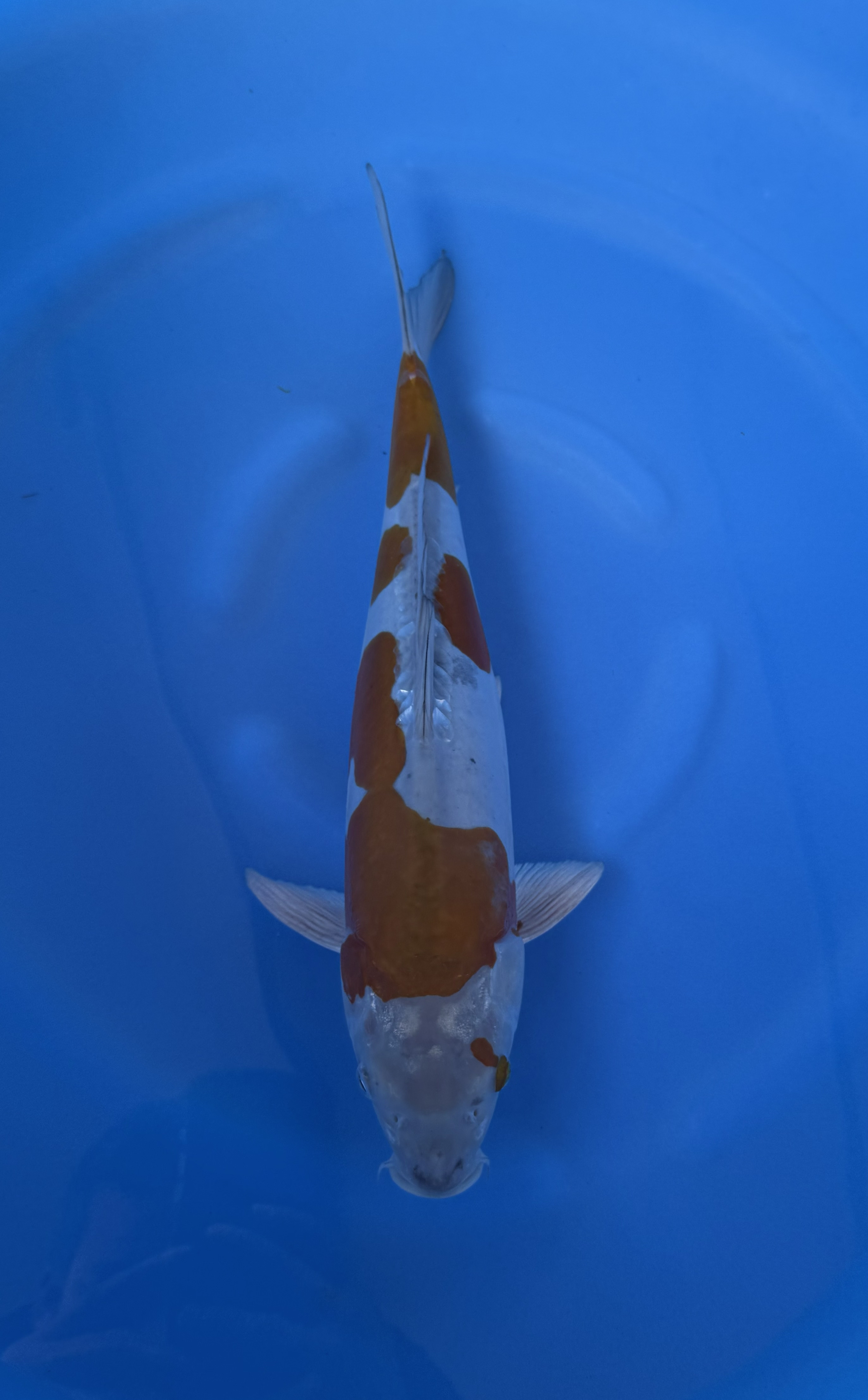 Aquatic, Carp, Fish, Sea Life, Koi