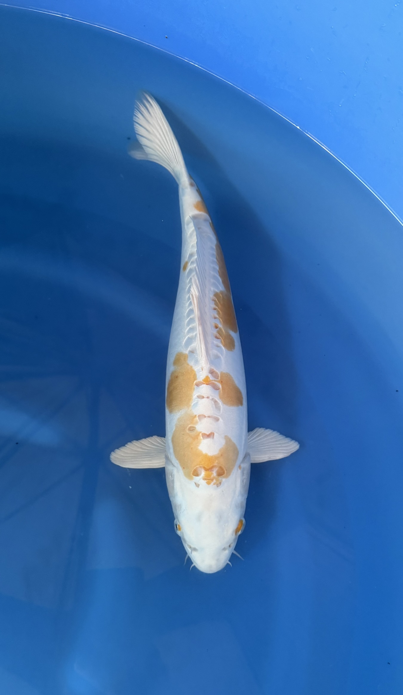 Fish, Sea Life, Carp, Koi, Aquatic