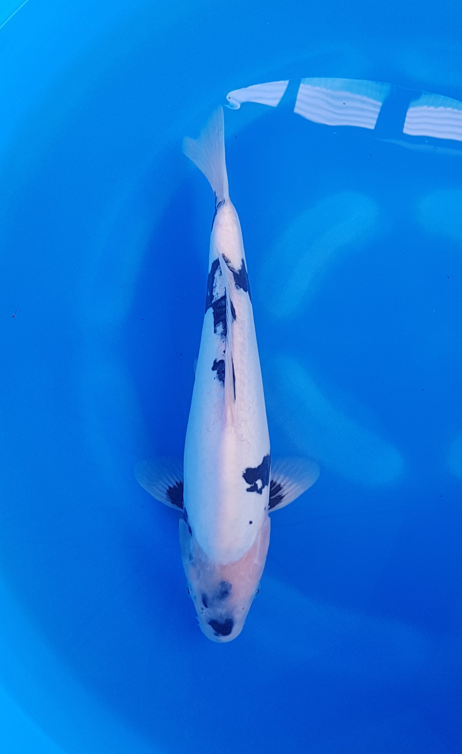 Takatatsu - Nisai - Doitsu Shiro Utsuri - KOI-62320