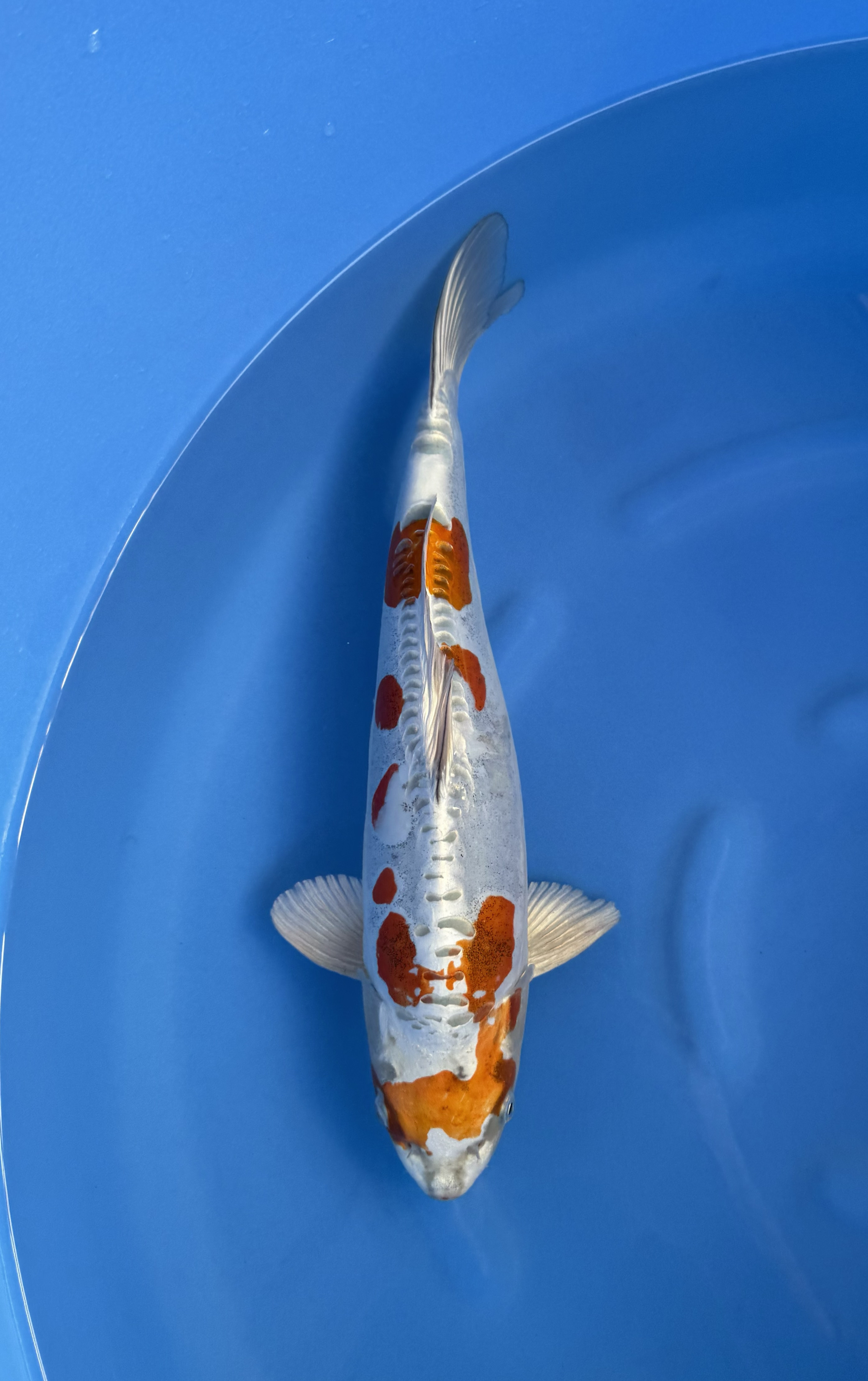 Animal, Carp, Fish, Sea Life, Koi