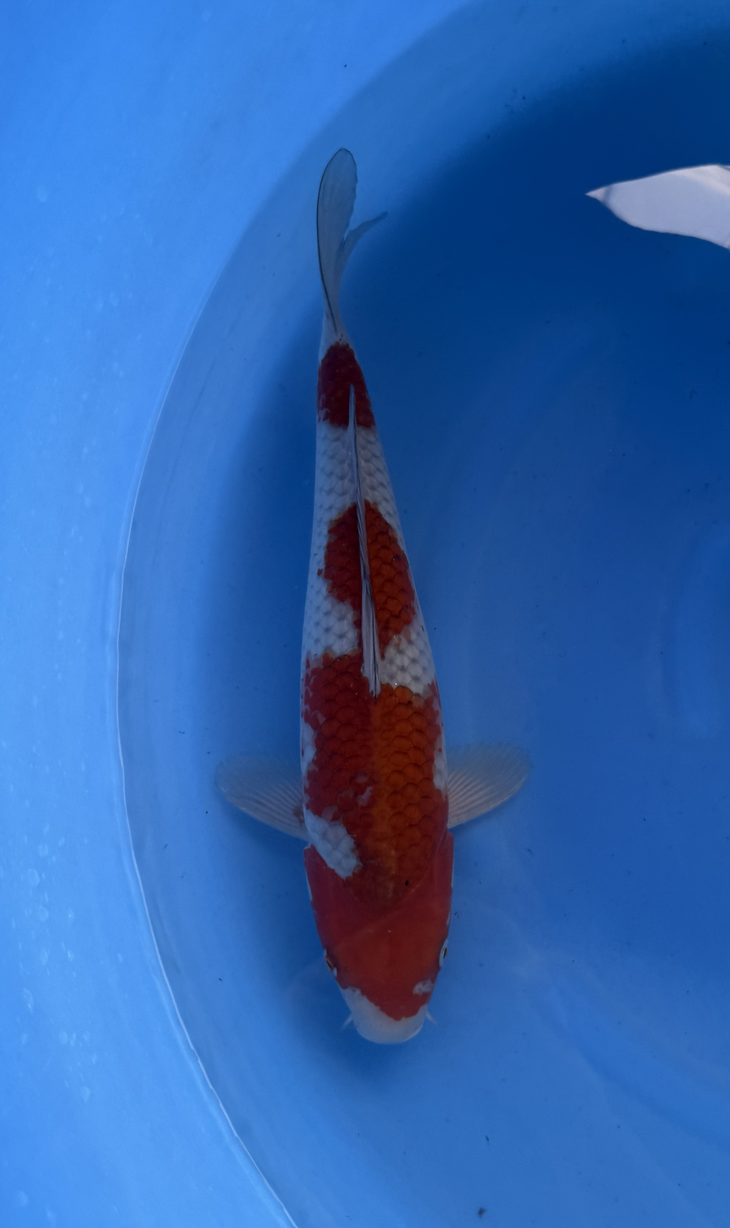 Kanezo - Nisai - Ochiba - KOI-7262909