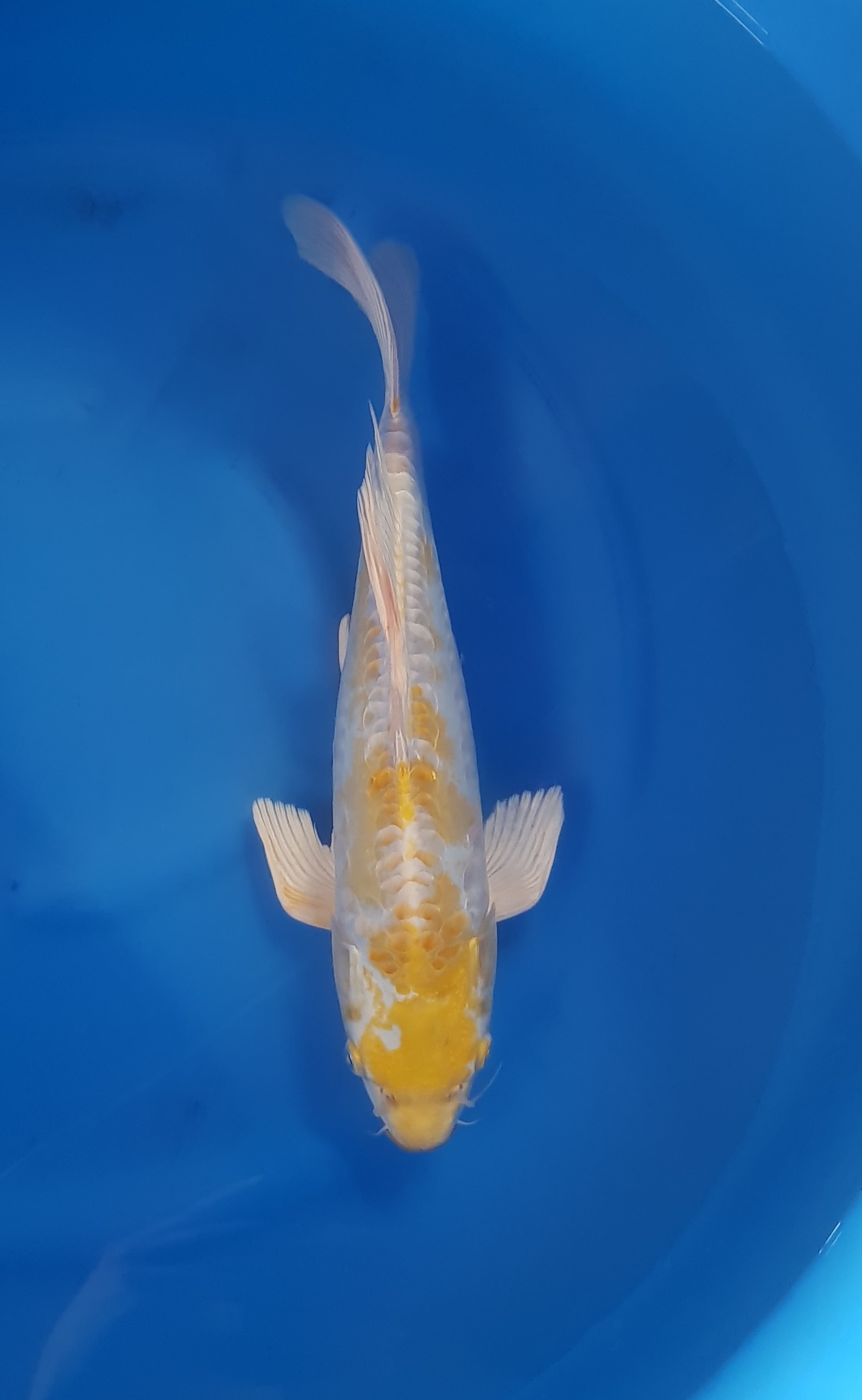 Aquatic, Carp, Fish, Sea Life, Koi