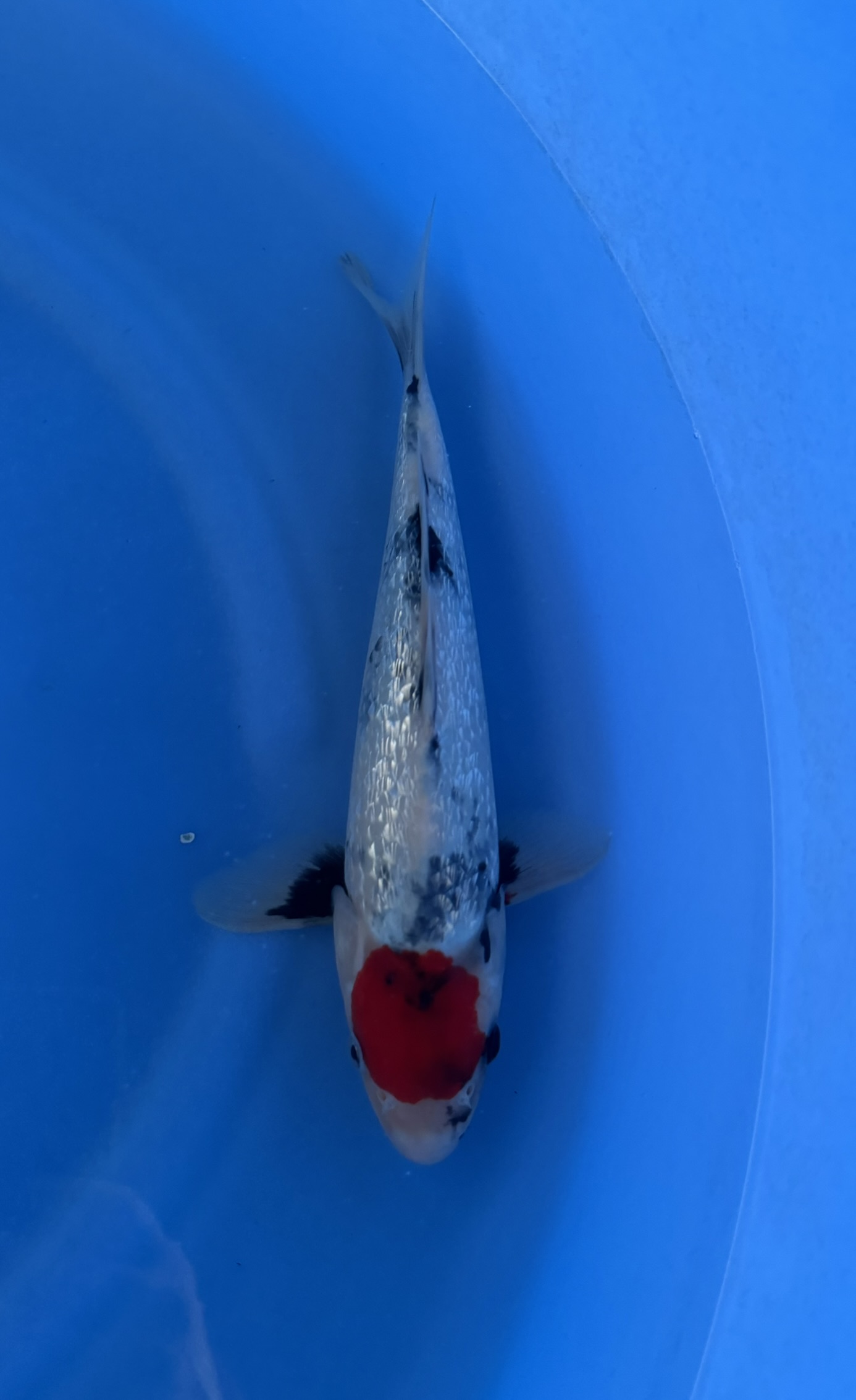 Animal, Carp, Fish, Sea Life, Koi