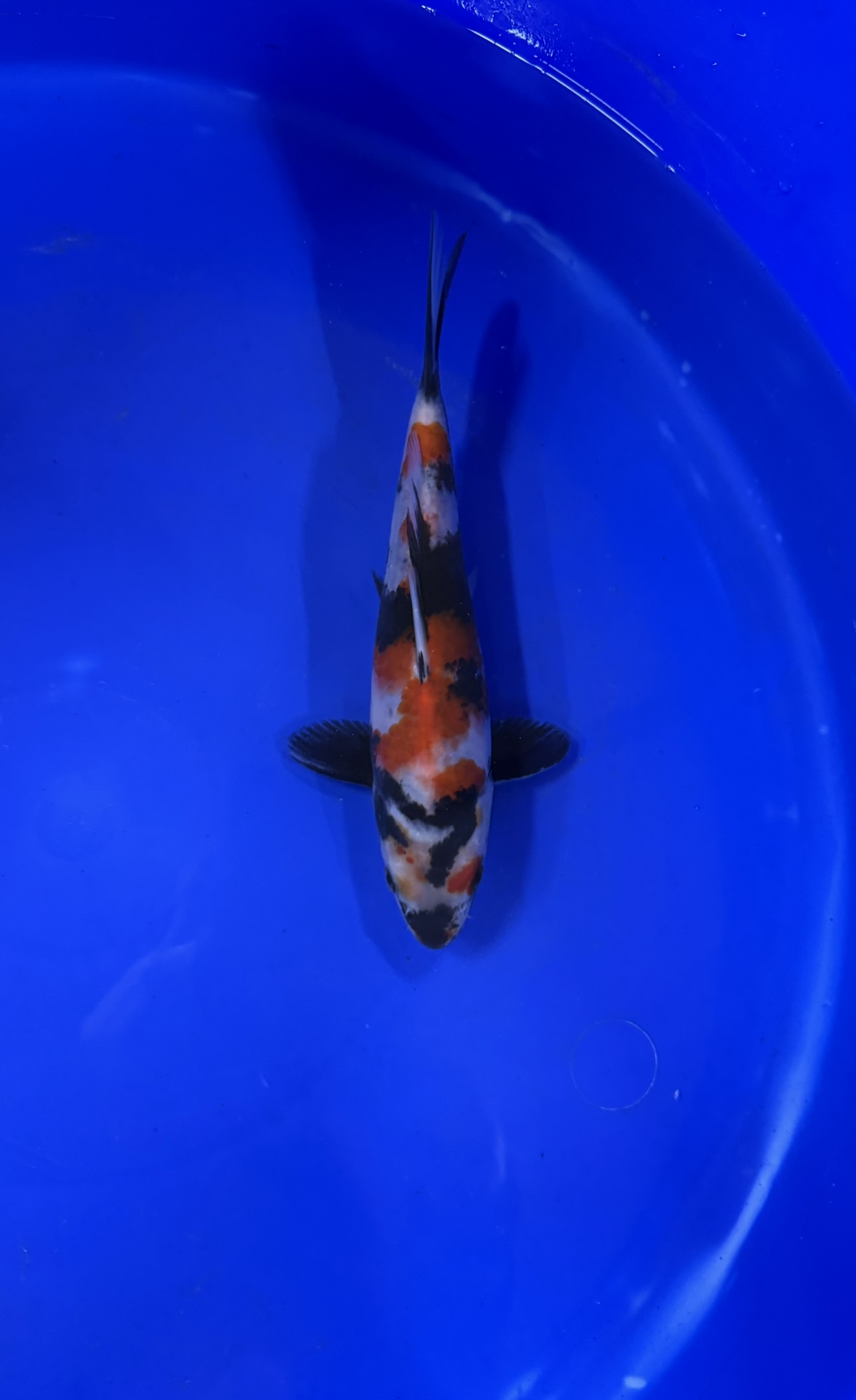 Aquatic, Fish, Sea Life, Carp, Koi