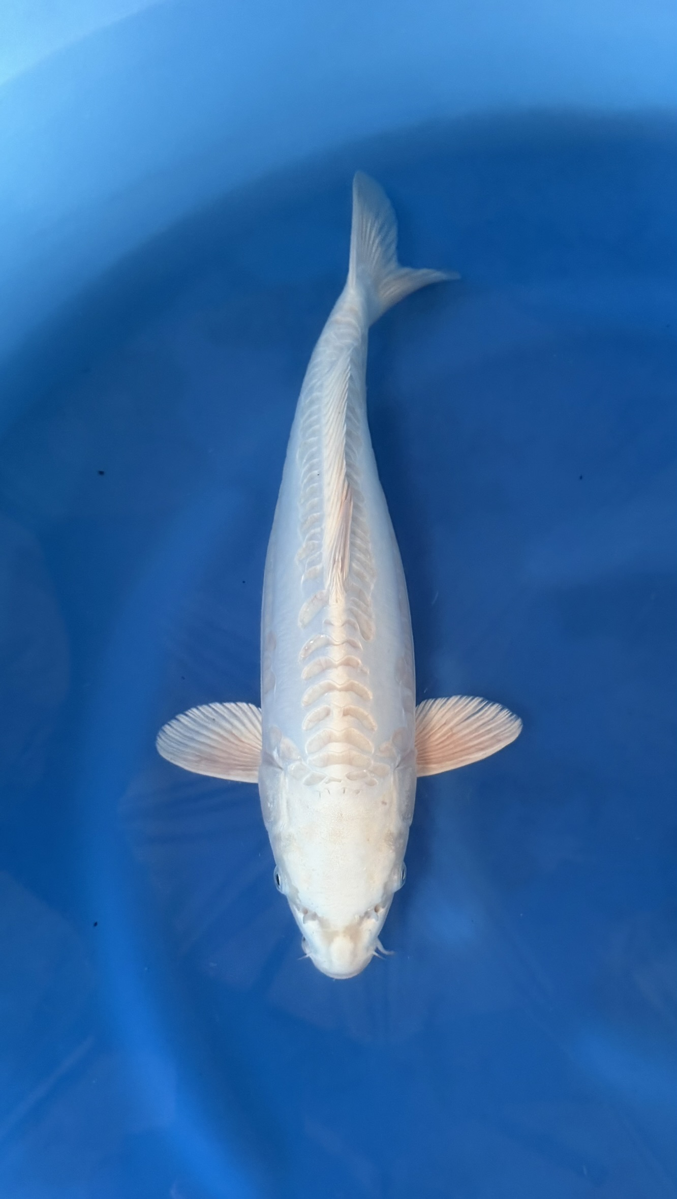 Animal, Fish, Sea Life, Carp, Aquatic