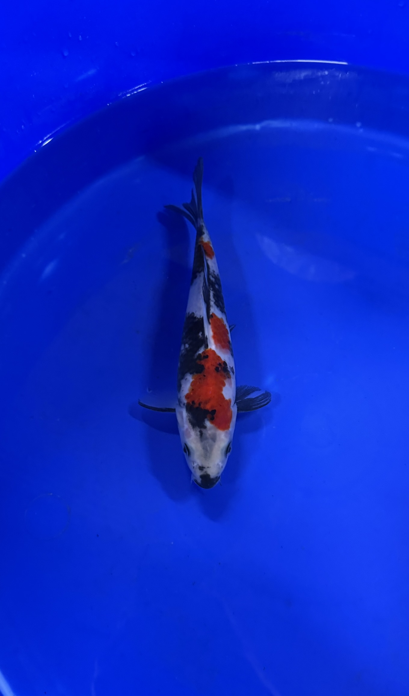 Fish, Sea Life, Aquatic, Carp, Koi